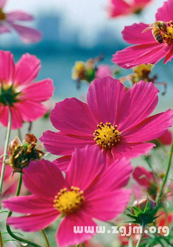 白梅_白梅花语大全,白梅的图片,白梅的养殖方法