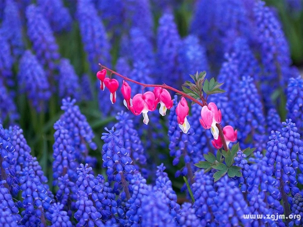 紫风信子的传说