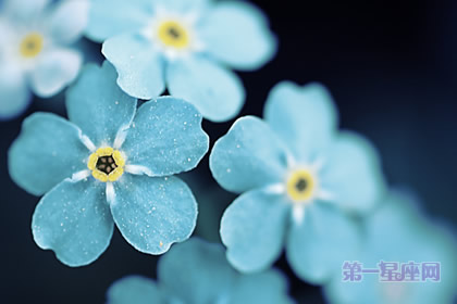 中秋节送什么花?