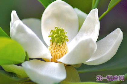 11月13日生日花语:香甜花,生日花语香甜