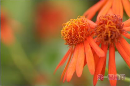 5月18日花语:山柳兰,生日花语野心