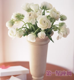 送什么花代表友谊?