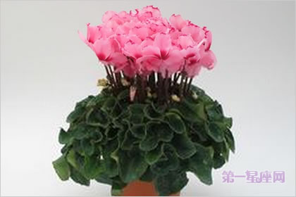 2月7生日花:仙客来,生日花语内向