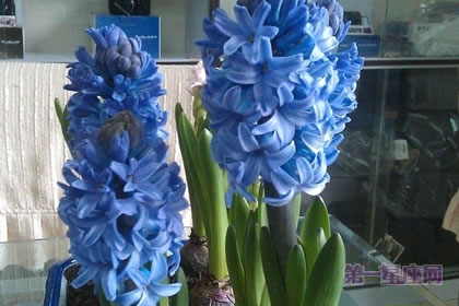 2月6生日花:蓝风信子,生日花语生命