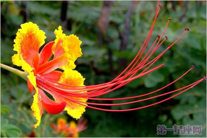 金凤花的花语:冷静、智慧