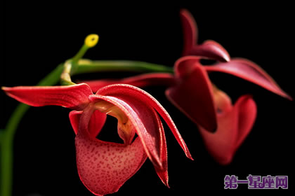 花语大全：建兰花的花语及象征意义