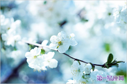 梨花花语:纯真的爱一辈子的守侯分离