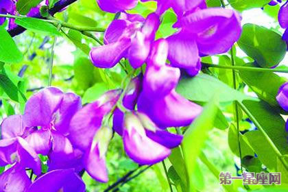 不常见的花与花语:刺槐花的花语