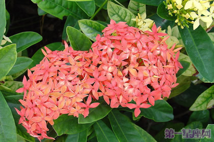 不常见的花与花语:仙丹花的花语