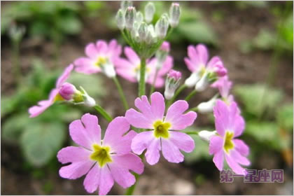 2月16日生日花:西洋獐耳,生日花语贤者