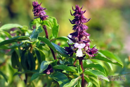 6月14日花语:罗勒,生日花语协助