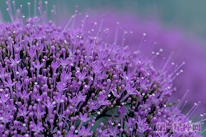 不常见的花与花语:夕雾花语
