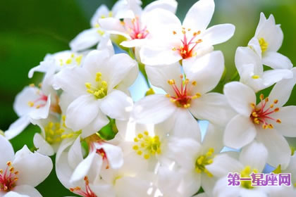 7月30日花语:白色毛蕊花,生日花语思索