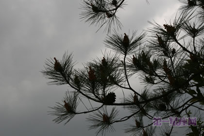 松柏象征什么意义?