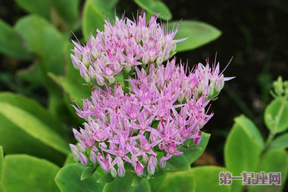 花语:巨大秋麒麟,生日花语逆流