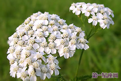 花语:西洋蓍草,生日花语粗心大意