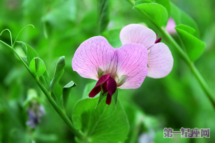 六月的花语是什么?豌豆花
