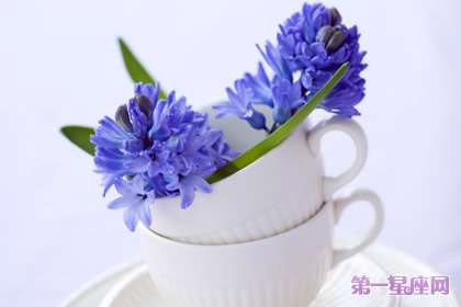 十二月的花语是什么?风信子