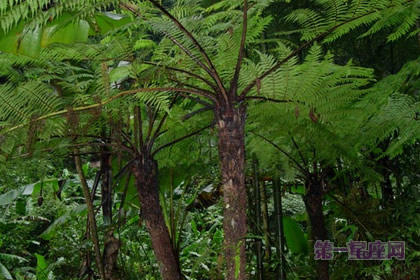 花语大全:桫椤、蛇木的花语是什么?